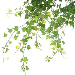 Hedera Helix Pittsburgh - English Ivy -Hortology Shop HederahelixPittsburgh EnglishIvy close up