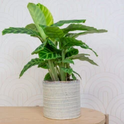Hera Plant Pot - Ivory -Hortology Shop HeraPlantPot 5