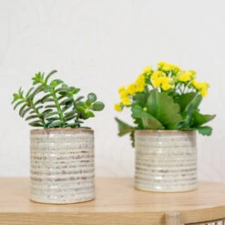 Hera Plant Pot - Ivory -Hortology Shop HeraPlantPot 6