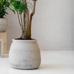 Hestia Mediterranean Planter - Chalk White -Hortology Shop Hestia Mediterranean Planter Chalk White Lifestyle
