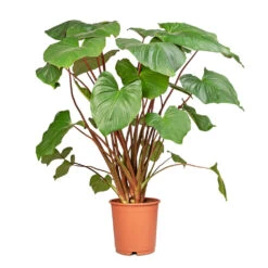 Homalomena Rubescens Maggy - Shield Plant -Hortology Shop Homalomena rubescens Maggy Shield Plant 24x100cm 2