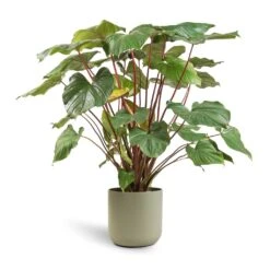 Homalomena Rubescens Maggy - Shield Plant -Hortology Shop Homalomena rubescens Maggy Shield Plant 24x70cm Lisbon Plant Pot Sage 26x26cm