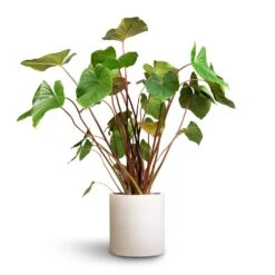 Homalomena Rubescens Maggy - Shield Plant -Hortology Shop Homalomena rubescens Maggy Shield Plant 24x70cm Max Refined Planter Natural White 1