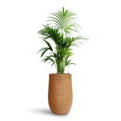 Howea - Kentia Palm - HydroCare 30 Howea - Kentia Palm - HydroCare -Hortology Shop Howea Kentia Palm HydroCare Dune Partner Planter Almond
