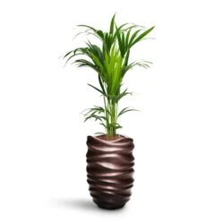 Gradient Lee Partner Planter - Matt Coffee -Hortology Shop Howea Kentia Palm HydroCare Gradient Lee Partner Planter Matt Coffee 44a85ad2 0862 42b7 ab0a 74950eeb02f4