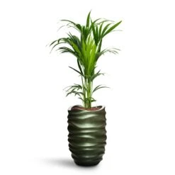 Howea - Kentia Palm - HydroCare 36 Howea - Kentia Palm - HydroCare -Hortology Shop Howea Kentia Palm HydroCare Gradient Lee Partner Planter Matt Forest