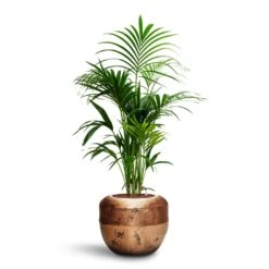 Opus Raw Couple Planter - Gold -Hortology Shop Howea Kentia Palm HydroCare Opus Raw Couple Planter Gold