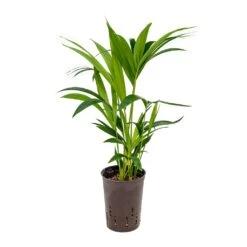 Howea - Kentia Palm - HydroCare 39 Howea - Kentia Palm - HydroCare -Hortology Shop Howea Kentia Palm Hydroculture 15 19x60cm