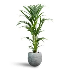 Howea - Kentia Palm - HydroCare 29 Howea - Kentia Palm - HydroCare -Hortology Shop Howea Kentia Palm Hydroculture 19 17 x 90cm Ryan Plant Pot White Black 26 x 26cm
