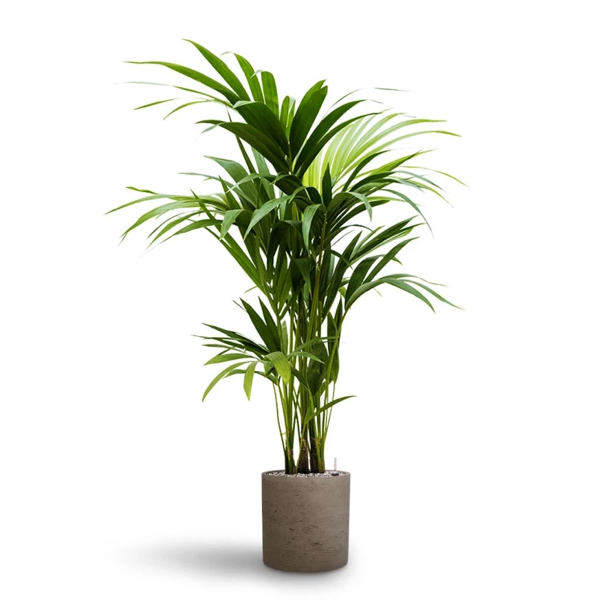 Howea - Kentia Palm - HydroCare 18 Howea - Kentia Palm - HydroCare - Image 18