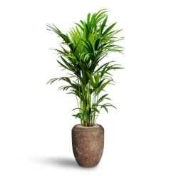Polystone Coated Plain Coppa Planter - Rock -Hortology Shop Howea Kentia Palm Hydroculture 27 26 x 150cm Polystone Coated Plain Coppa Planter Rock 45 x 55cm 3b7727a8 efb7 4554 a701 ad90959de36f
