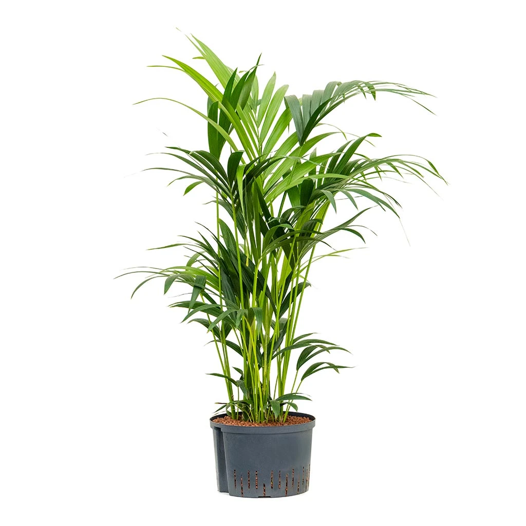 Howea - Kentia Palm - HydroCare 15 Howea - Kentia Palm - HydroCare - Image 15