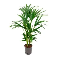 Howea - Kentia Palm - HydroCare 27 Howea - Kentia Palm - HydroCare -Hortology Shop Howea Kentia Palm Hydroculture Indoor Plant 100cm