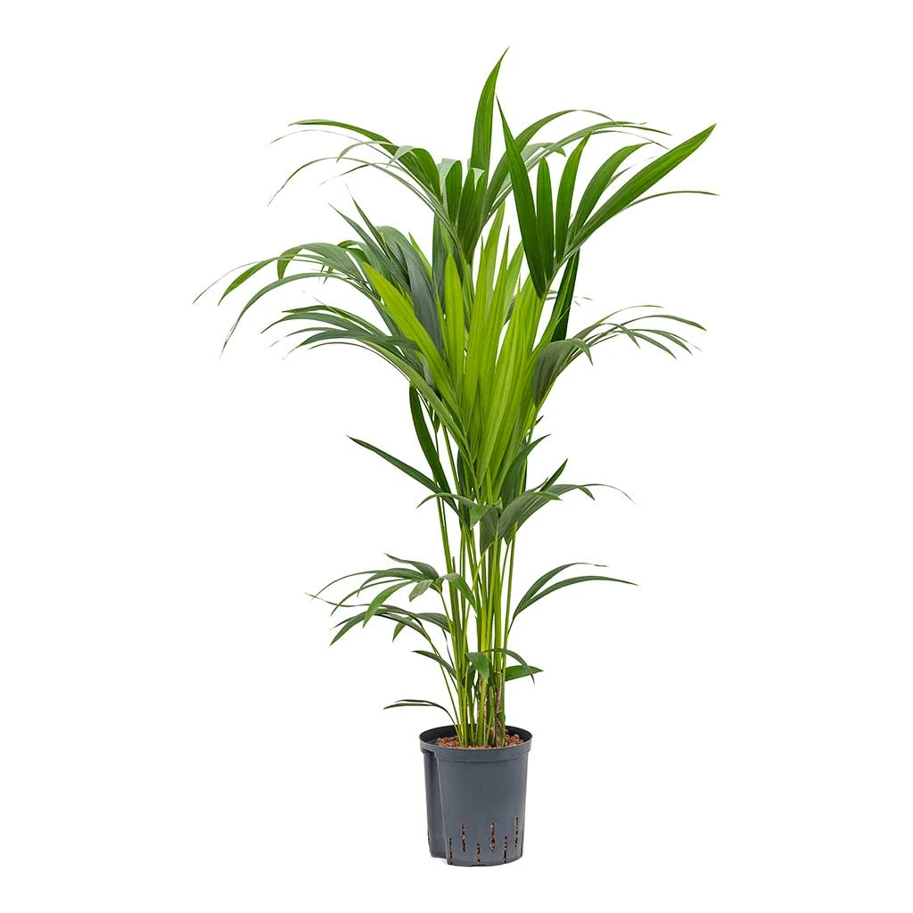 Howea - Kentia Palm - HydroCare 12 Howea - Kentia Palm - HydroCare - Image 12