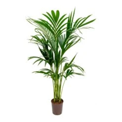 Howea - Kentia Palm - HydroCare 32 Howea - Kentia Palm - HydroCare -Hortology Shop Howea Kentia Palm Hydroculture Indoor Plant 140cm
