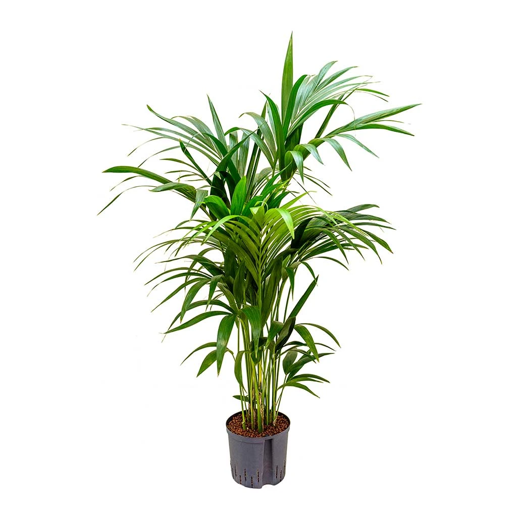 Howea - Kentia Palm - HydroCare 1 Howea - Kentia Palm - HydroCare