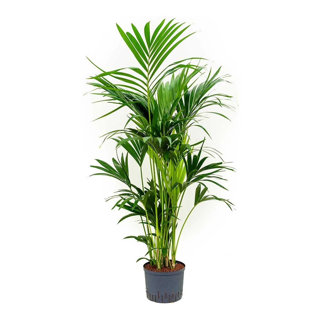 Howea - Kentia Palm - HydroCare 5 Howea - Kentia Palm - HydroCare - Image 5