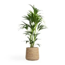 Patt Plant Pot - Straw Grass -Hortology Shop Howea forsteriana Kentia Palm 24x130cm Patt Plant Pot Straw Grass 35x30cm 149f3fd2 1d6b 46bb b33a 11f2153006d4