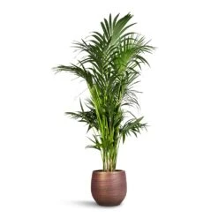 Lydia Plant Pot - Shiny Purple -Hortology Shop Howea forsteriana Kentia Palm 27x160cm Lydia Plant Pot Shiny Purple 36x32cm 1f562147 584e 4bf0 aba5 6356ff7836bd