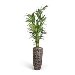 Luxe Lite Moon Partner Planter - Bronze -Hortology Shop Howea forsteriana Kentia Palm 27x170cm Luxe Lite Moon Partner Planter Bronze 33x70cm