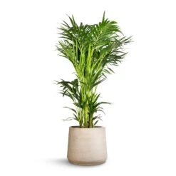 Patt Plant Pot - Grey Washed -Hortology Shop Howea forsteriana Kentia Palm 32x160cm Patt Plant Pot Grey Washed 45x38cm c89c0603 0f25 4638 b357 b2f12c9d23c3
