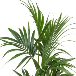 Howea - Kentia Palm - HydroCare 22 Howea - Kentia Palm - HydroCare -Hortology Shop Howea forsteriana Kentia Palm Leaves Large 7e92d308 0d3b 4cd5 a867 16860fc2a4fc