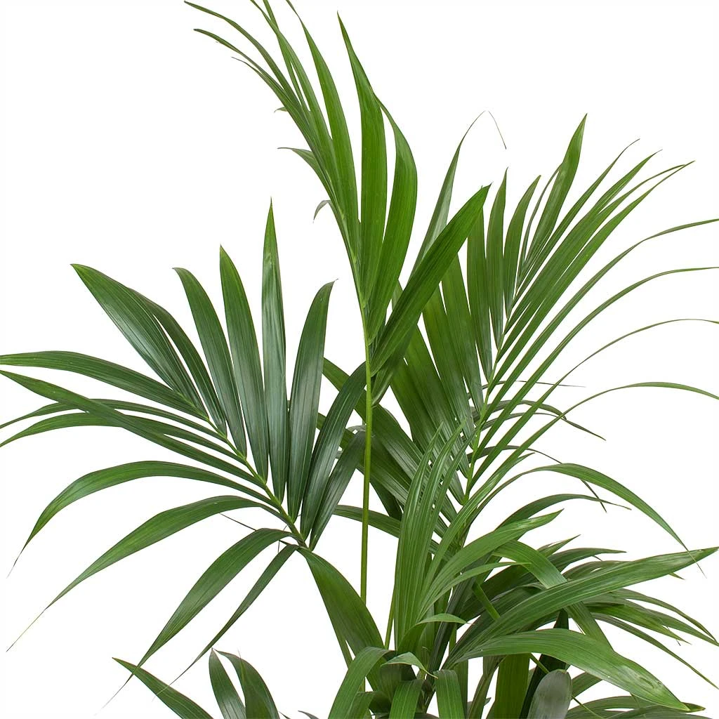 Howea - Kentia Palm - HydroCare 3 Howea - Kentia Palm - HydroCare - Image 3