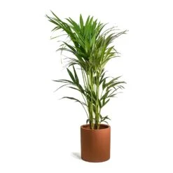 Max Refined Planter - Canyon Orange -Hortology Shop Howea forsteriana Kentia Palm Max Refined Planter Canyon Orange 9de8b94b 8e23 44f1 aa6f 0d16a28e7f8a