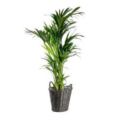 Nanna Wikr Plant Basket - Dark Brown -Hortology Shop Howea forsteriana Kentia Palm Nanna Wikr Plant Basket dark brown d92ed21a 0c8b 4ebc a04d 94c0555e7386
