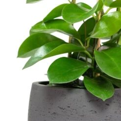Mini Valerie Plant Pot - Black Washed 20 Mini Valerie Plant Pot - Black Washed -Hortology Shop Hoya australis Common Wax Flower Column Mini Valerie Plant Pot Black Washed Close Up
