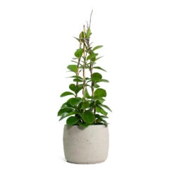 Mini Valerie Plant Pot - Grey Washed -Hortology Shop Hoya australis Common Wax Flower Column Mini Valerie Plant Pot Grey Washed