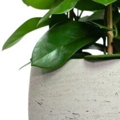 Mini Valerie Plant Pot - Grey Washed -Hortology Shop Hoya australis Common Wax Flower Column Mini Valerie Plant Pot Grey Washed Close Up