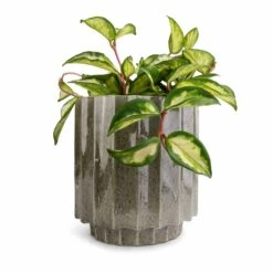 Lugano Scalloped Plant Pot - Green -Hortology Shop Hoya carnosa Tricolor Wax Plant 12x20cm Lugano Scalloped Plant Pot Green 16x16cm 9244b768 5f12 4aa9 9ddf 82896bca8a89