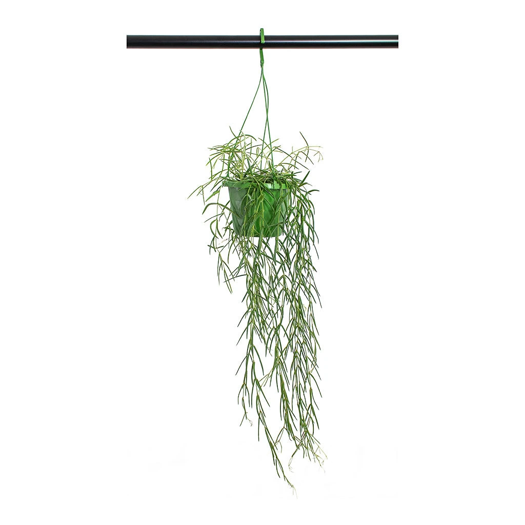 Hoya Linearis - Linear Porcelain Plant 3 Hoya Linearis - Linear Porcelain Plant - Image 3