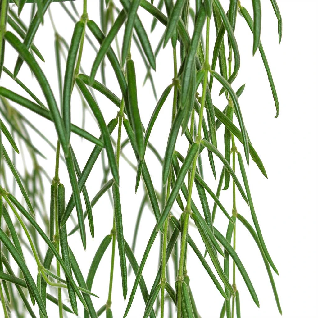 Hoya Linearis - Linear Porcelain Plant 2 Hoya Linearis - Linear Porcelain Plant - Image 2