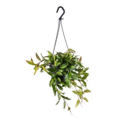 Hoya Rosita - Tropical Wax Plant 11 Hoya Rosita - Tropical Wax Plant -Hortology Shop Hoya rosita Tropical Wax Plant 14x20cm