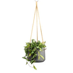 Hoya Rosita - Tropical Wax Plant 12 Hoya Rosita - Tropical Wax Plant -Hortology Shop Hoya rosita Tropical Wax Plant 14x20cm Patt Hanging Plant Pot Black Washed 20x17cm