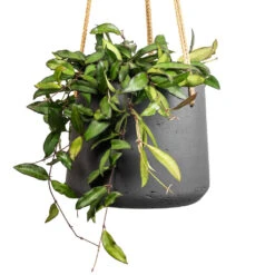 Patt Hanging Plant Pot - Black Washed -Hortology Shop Hoya rosita Tropical Wax Plant 14x20cm Patt Hanging Plant Pot Black Washed 20x17cm 2 3eda383f 9f22 4ad1 8f1c 7322bdff5e92