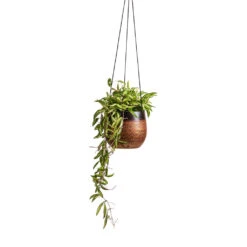 Mya Hanging Planter - Shiny Mocha -Hortology Shop Hoya wayetii Tricolor Wax Plant 14x30cm Mya Hanging Planter Shiny Mocha 18x16cm