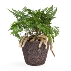 Humata Tyermannii - White Rabbit's Foot Fern -Hortology Shop Humata tyermannii White Rabbit s Foot Fern 12x20cm Igmar Plant Basket Grey 15x12cm