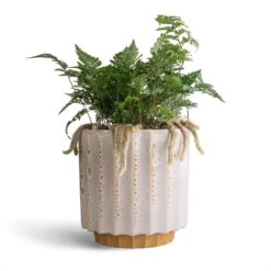 Humata Tyermannii - White Rabbit's Foot Fern -Hortology Shop Humata tyermannii White Rabbit s Foot Fern 12x20cm Lugano Scalloped Plant Pot Mustard 16x16cm
