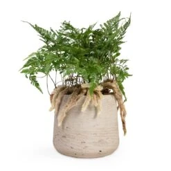 Humata Tyermannii - White Rabbit's Foot Fern -Hortology Shop Humata tyermannii White Rabbit s Foot Fern 12x20cm Patt Plant Pot Grey Washed 17x14cm