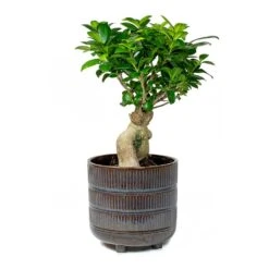 Ficus Ginseng - Indian Laurel -Hortology Shop Indian Laurel Ficus Ginseng Denise Sky Blue a6d262a0 45cc 4180 9d68 d036bd3c90ba
