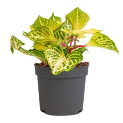 Iresine Herbstii Rich Goldstar - Yellow Bloodleaf -Hortology Shop Iresine herbstii Goldstar Yellow Bloodleaf 13cm
