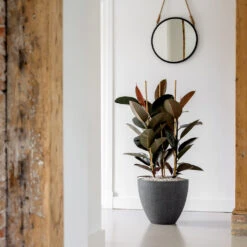 Jesslyn Granite Planter - Midnight Black -Hortology Shop Jesslyn Granite Planter Midnight Black Lifestyle 3