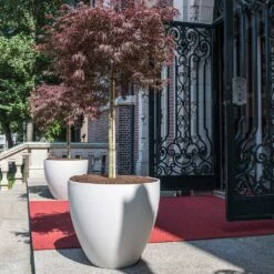 Jesslyn Refined Planter - Natural White -Hortology Shop Jesslyn Refined Planter Natural White Entrance Planter