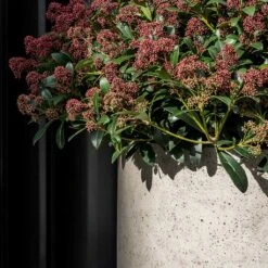 Jumbo Charlie Planter - Stone Washed -Hortology Shop Jumbo Charlie Planter Stone Washed Close Up