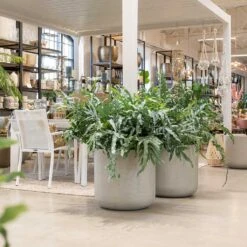 Jumbo Charlie Planter - Stone Washed -Hortology Shop Jumbo Charlie Planter Stone Washed Indoors