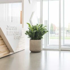 Jumbo Charlie Planter - Stone Washed -Hortology Shop Jumbo Charlie Planter Stone Washed Office Reception Planter