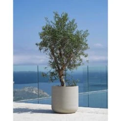 Jumbo Charlie Planter - Stone Washed -Hortology Shop Jumbo Charlie Planter Stone Washed Olive Tree